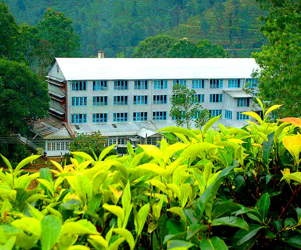 Rockbourne Bungalow, Bungalows in Sri Lanka, Tea estate Bungalows in Sri Lanka, Kandy Bungalows, colonial Bungalows in Sri Lanka, up country Bungalows in Sri Lanka, hill country Bungalows in Sri Lanka, Holidays Bungalows in Sri Lanka, Luxury villas in Sri Lanka,  villas in Sri Lanka